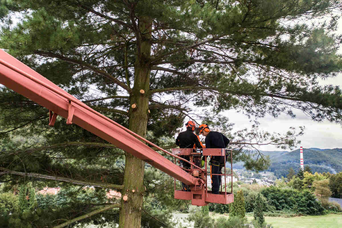 Élagages d'arbres résidentiels au Québec