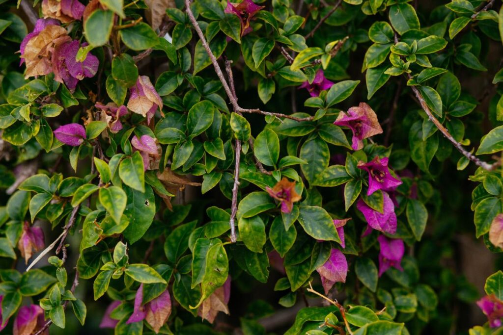 Une plante de bougainvillier avec des fleurs violets