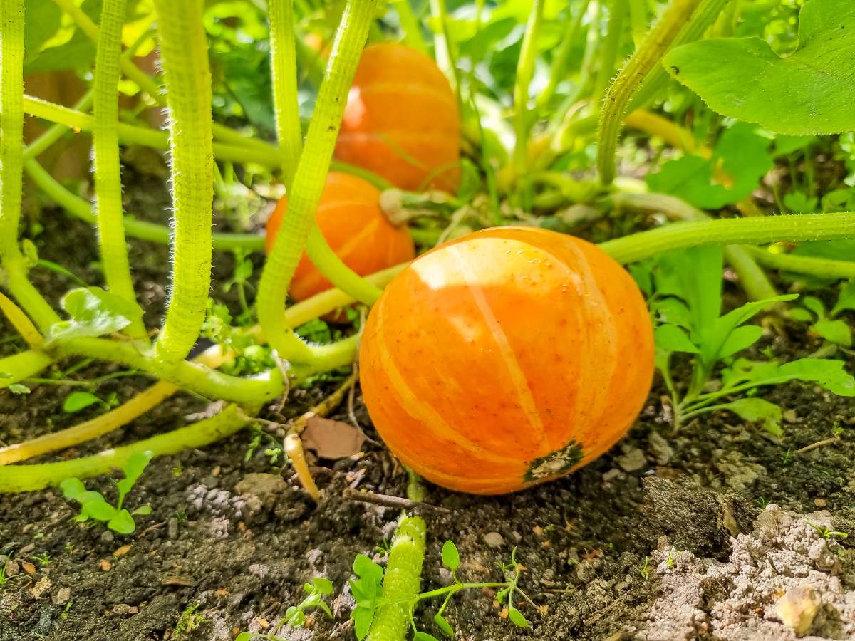 Courgette mûres dans le jardin