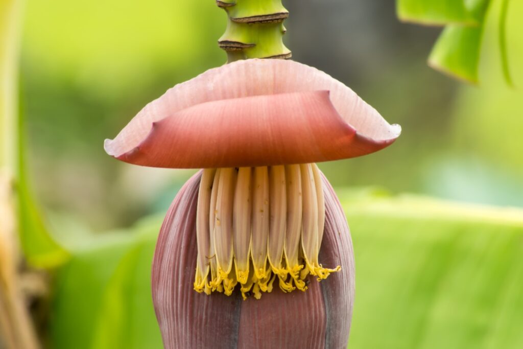 Une belle fleur de bananier suspendue 