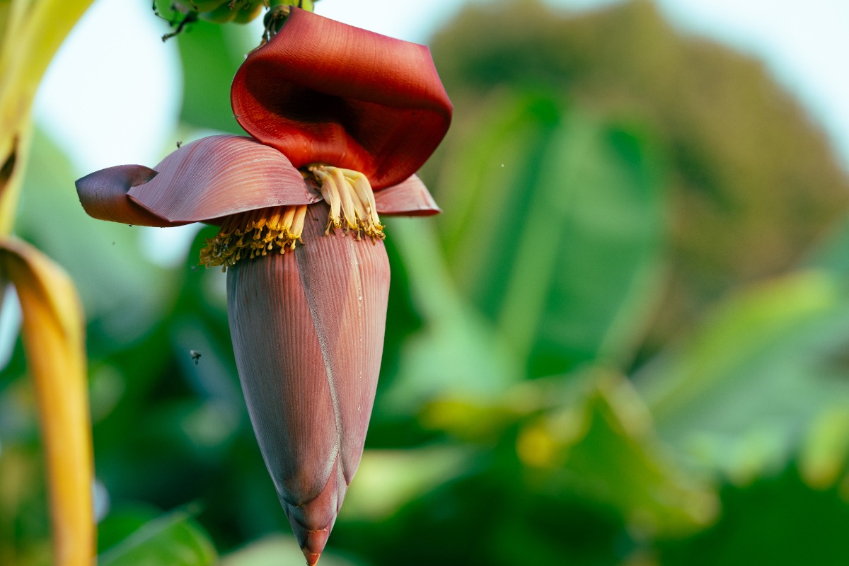 Fleur de bananier dans le jardin