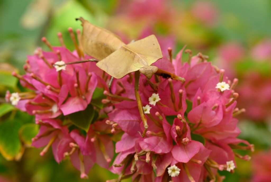 Des fleurs de bougainvillier dans le jardin