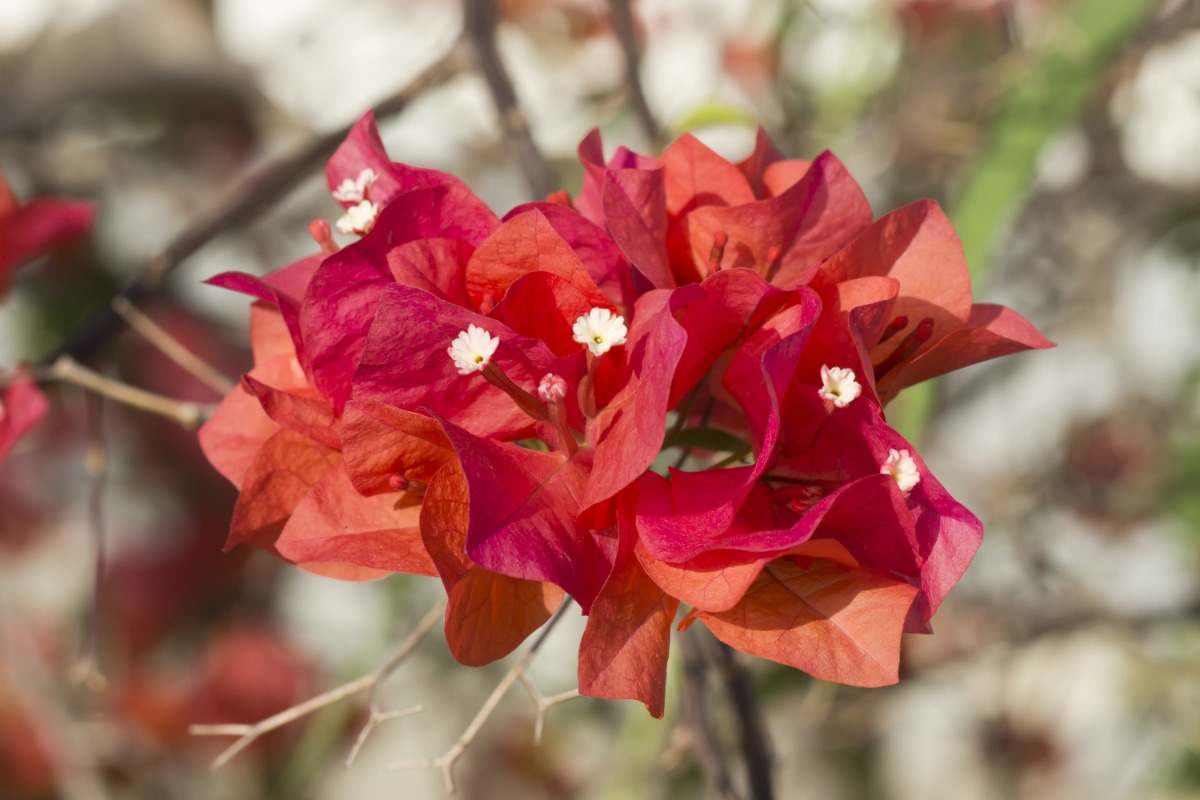 Des fleurs de bougainvillier rouges