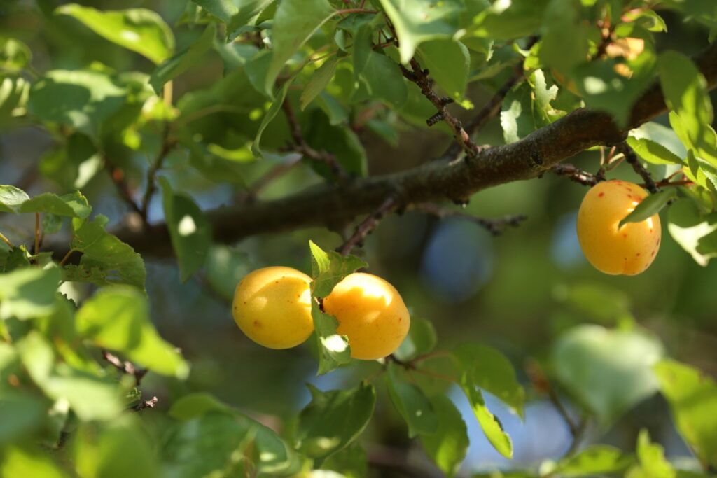 Des fruits accrochés à une branche