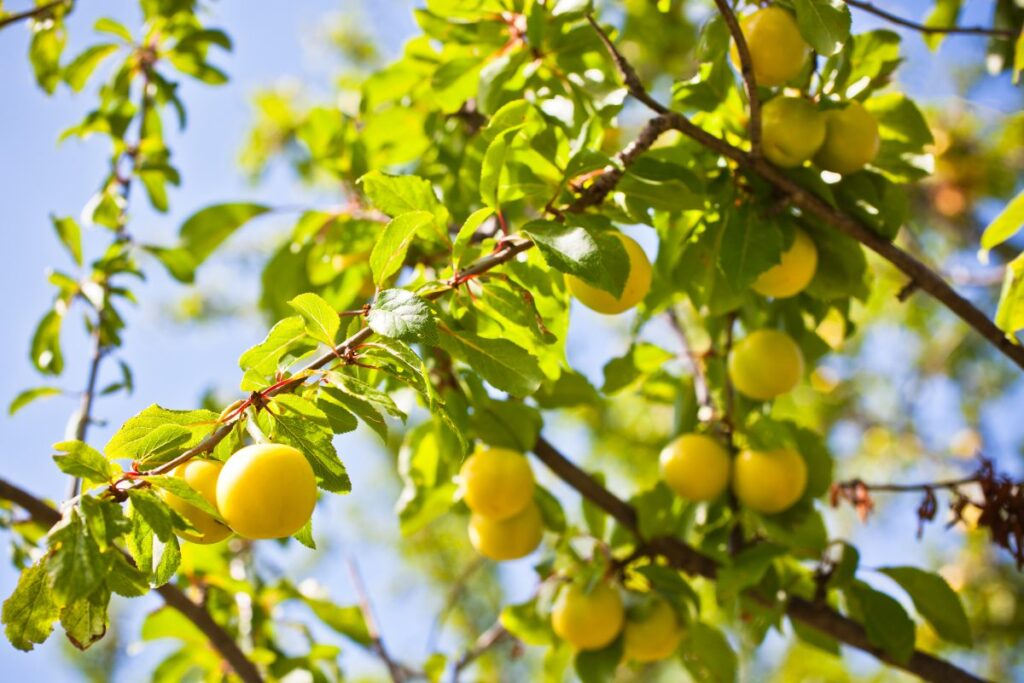 Des fruits mûres de mirabellier 