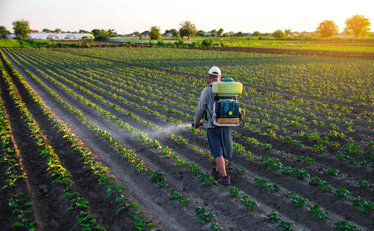 Un homme qui pulvérise sa plantation de pomme de terre