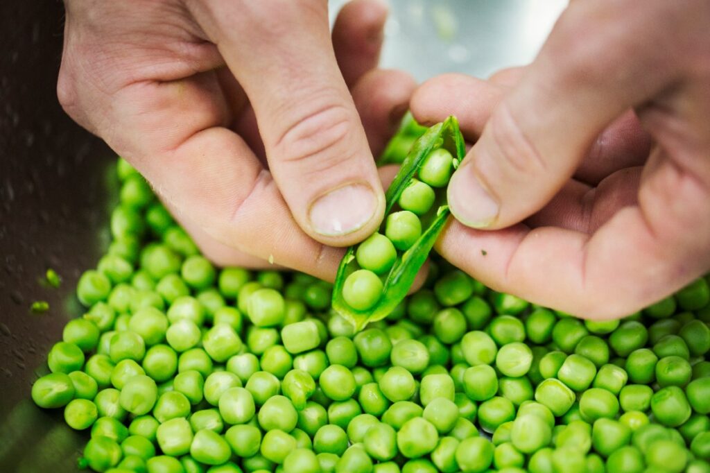 Mains écossant des petits pois