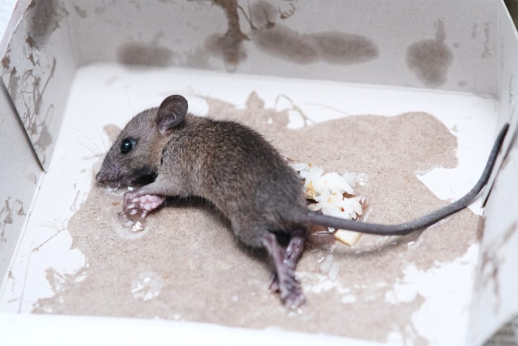 Une petite souris morte sur le sol