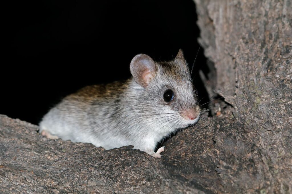 Une souris grimpant sur le mur