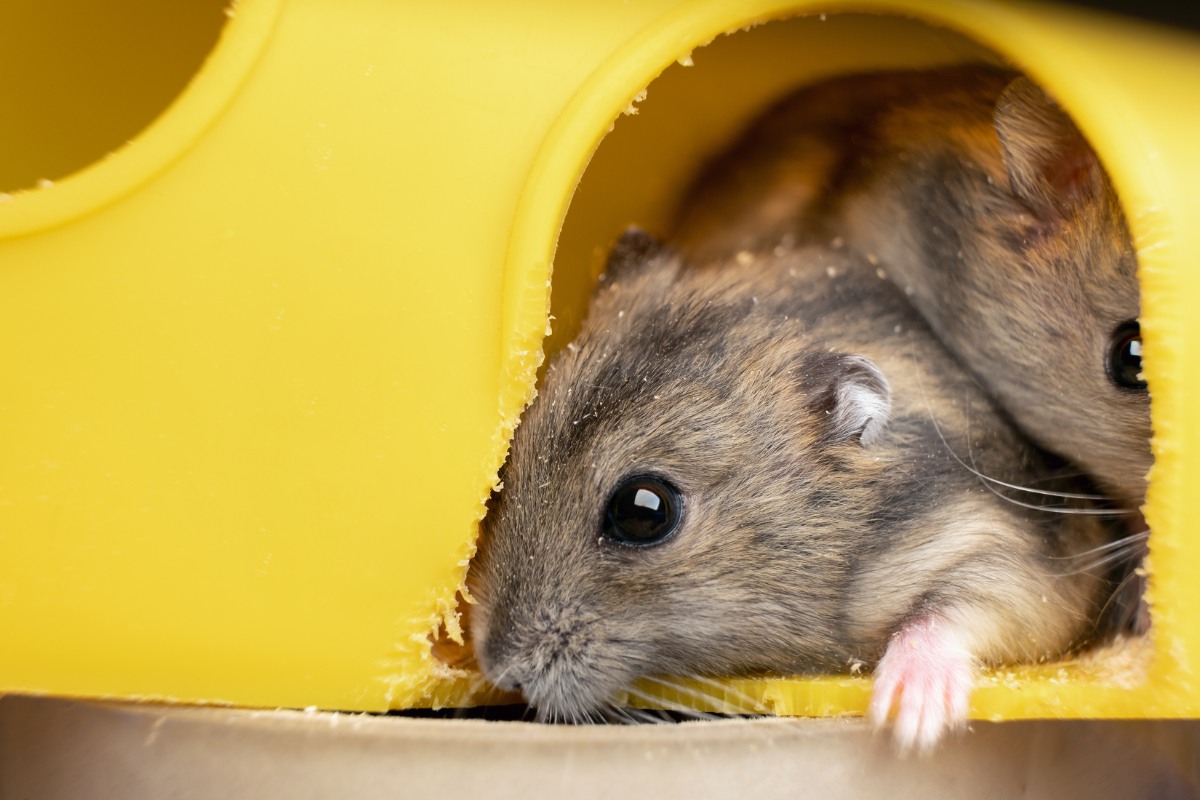 Souris sortant de leurs nichés