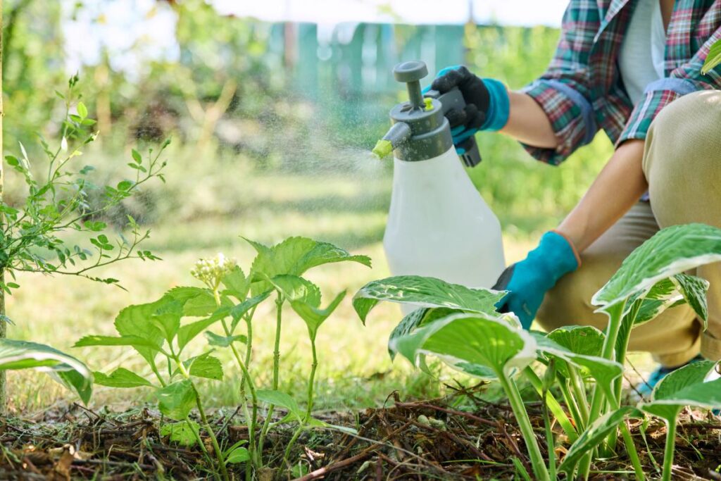 Un homme qui pulvérise ses plantes dans le jardin