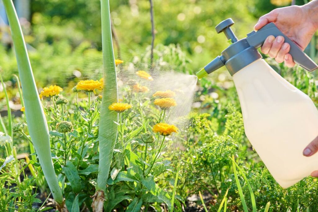 Mains pulvérisant ses fleurs dans le jardin